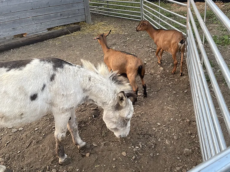 Around The Farm
