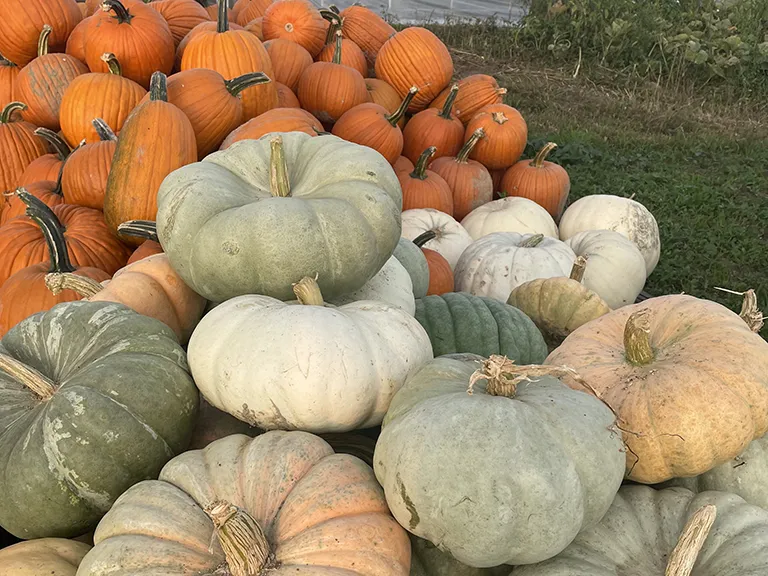 Around The Farm