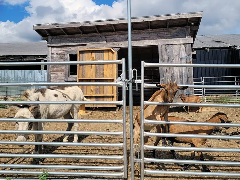 Around The Farm